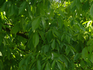 Blätter Schuppenrinden Hickorynuss