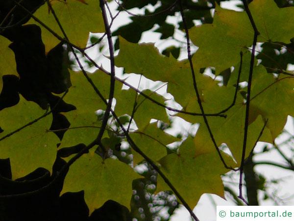 kolchischer Ahorn (Acer cappadocicum) Blätter