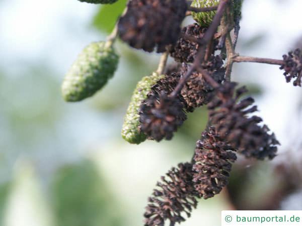 Schwarz-Erle (Alnus glutinosa) alte und junge Früchte (Zapfen)