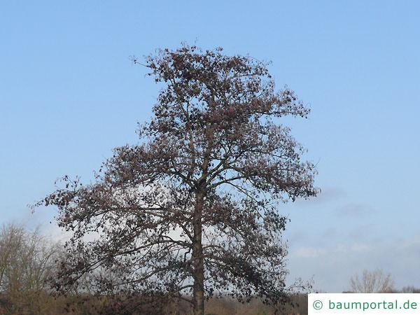 Schwarzerle (Alnus glutinosa) Krone im Winter