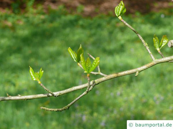 Tupelobaum (Nyssa sylvestris) Austrieb