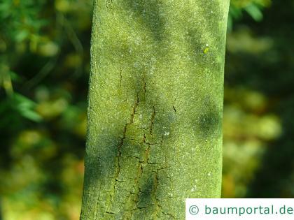 graue Mulga-Akazie (Acacia brachybotrya) Stamm / Rinde / Borke