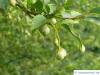 amerikanischer Storaxbaum (Styrax americanus) Frucht